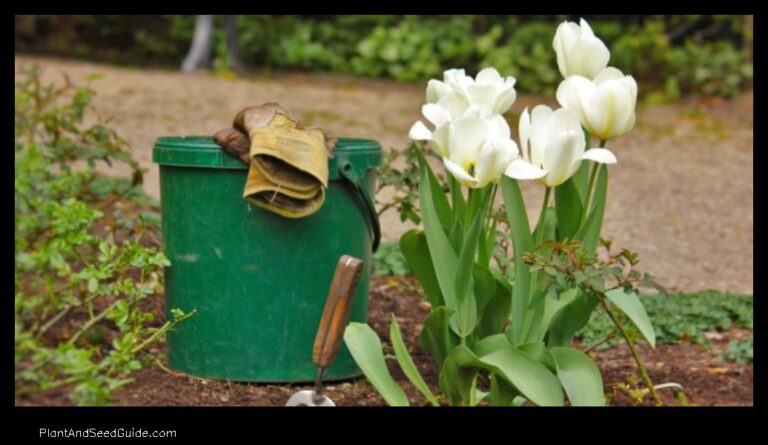 When to Plant Bulbs in Connecticut A Guide for Gardeners