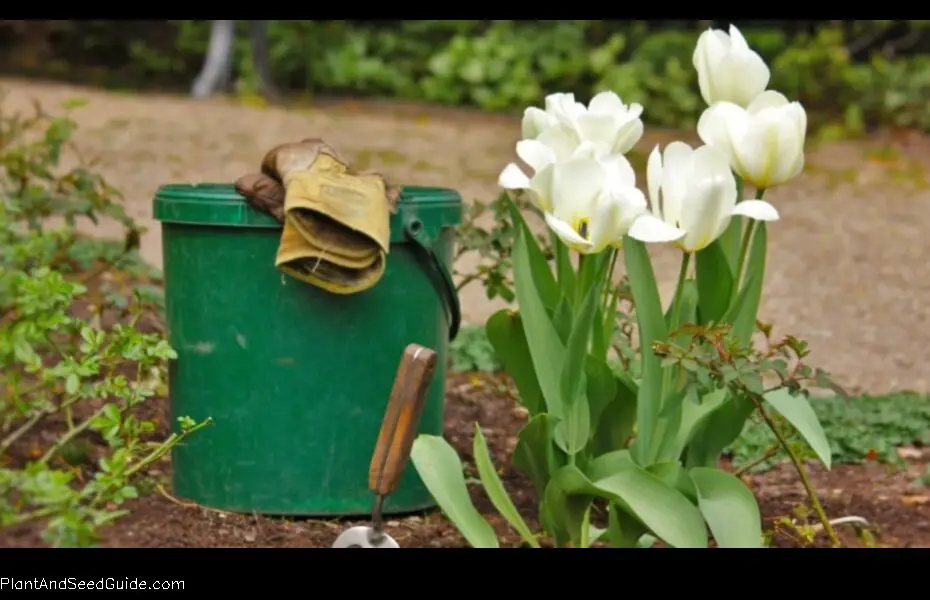 When to Plant Bulbs in Connecticut a Guide for Gardeners