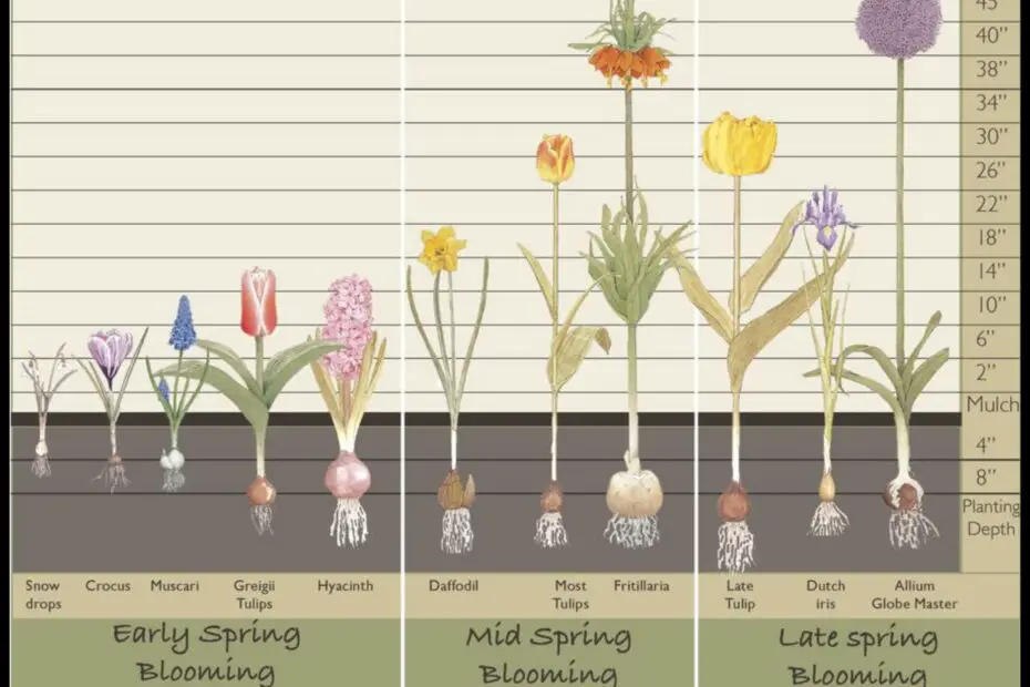 When to Plant Bulbs in Tennessee a Guide for Gardeners