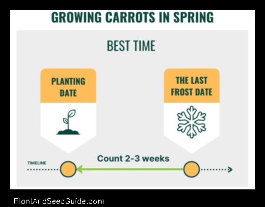 when to plant carrots in nc