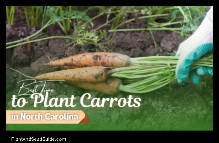 When to Plant Carrots in North Carolina a Guide for Gardeners