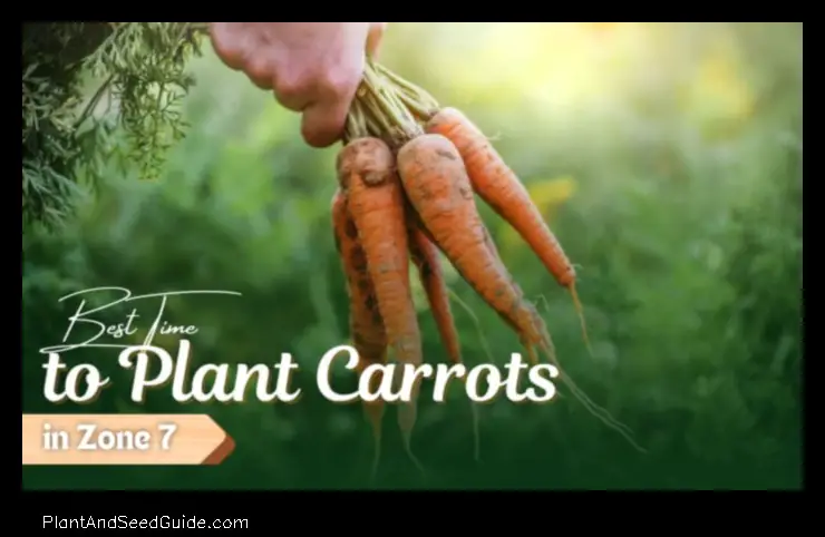 when to plant carrots in north florida