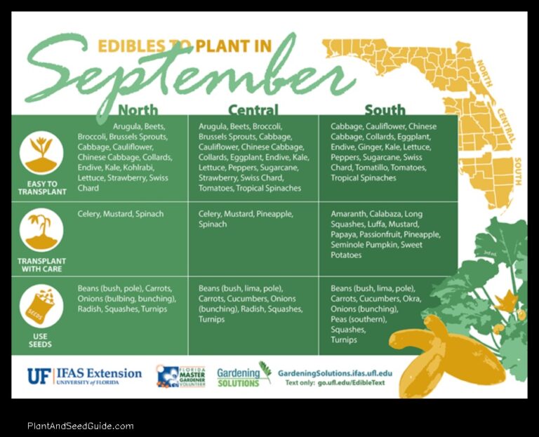 When to Plant Carrots in North Florida A Guide for Gardeners