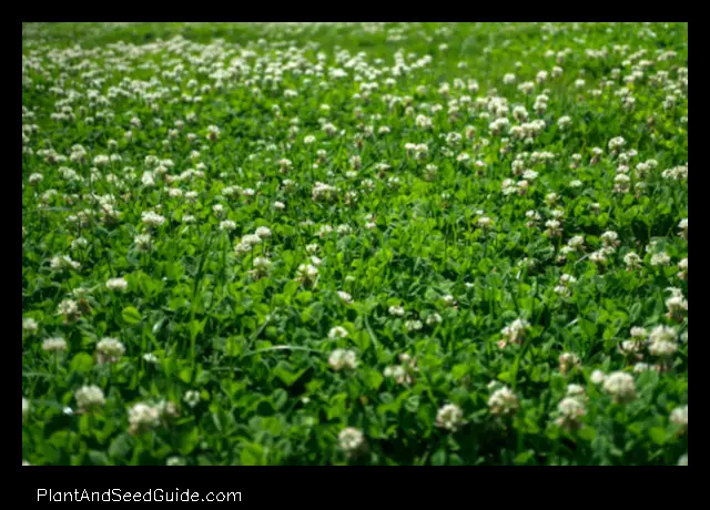 when to plant clover in nc