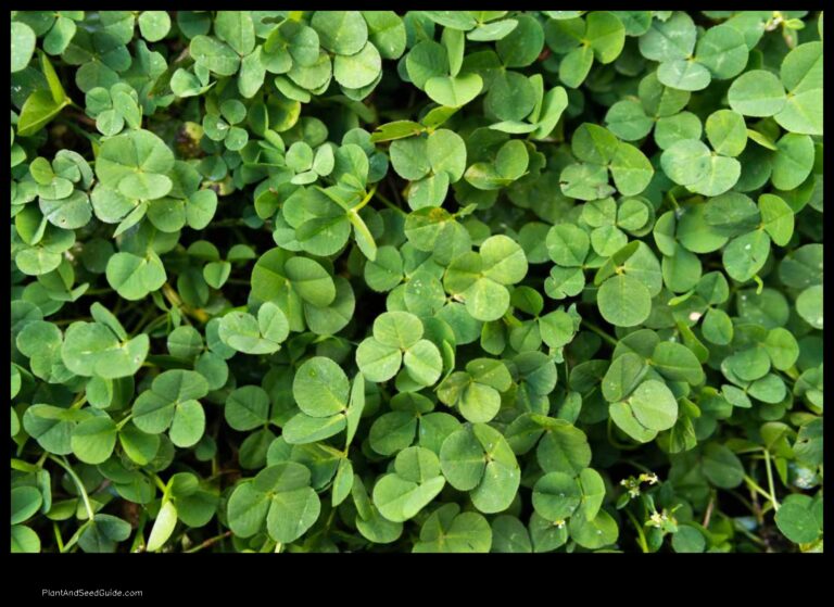 When to Plant Clover in NC A Guide for the Home Gardener