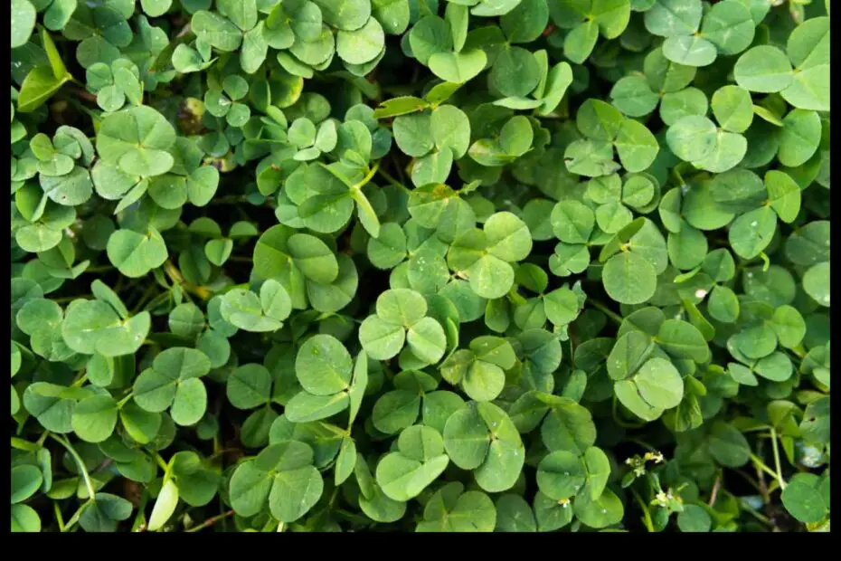 When to Plant Clover in Nc a Guide for the Home Gardener