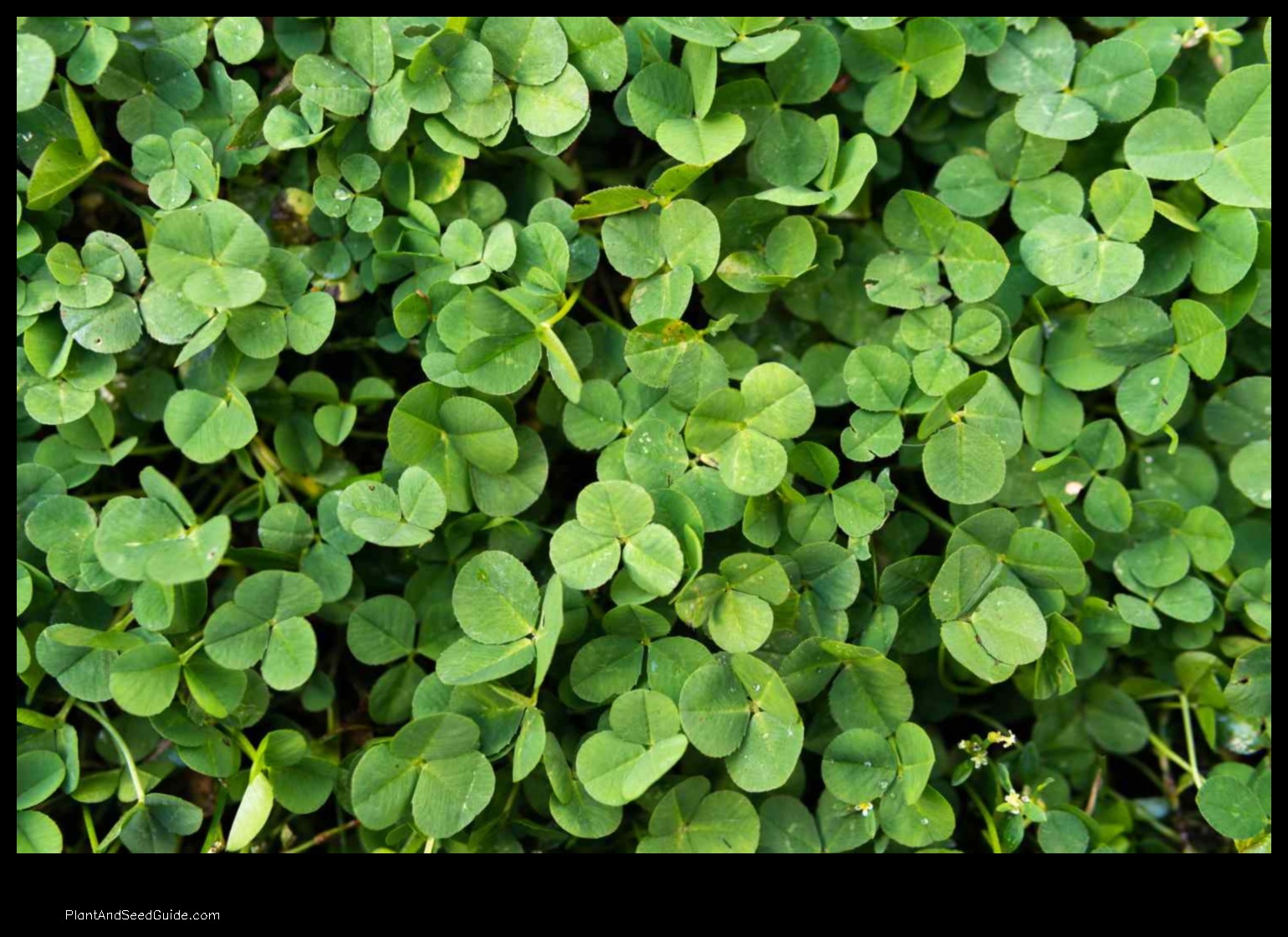 when to plant clover in nc