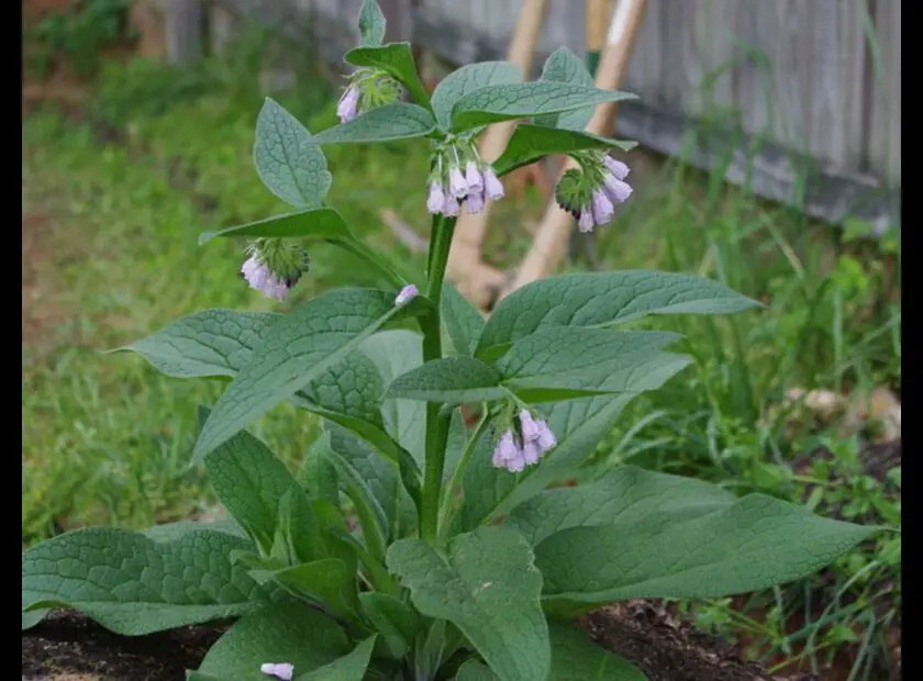 When to Plant Comfrey Root Cuttings the Best Time for Success