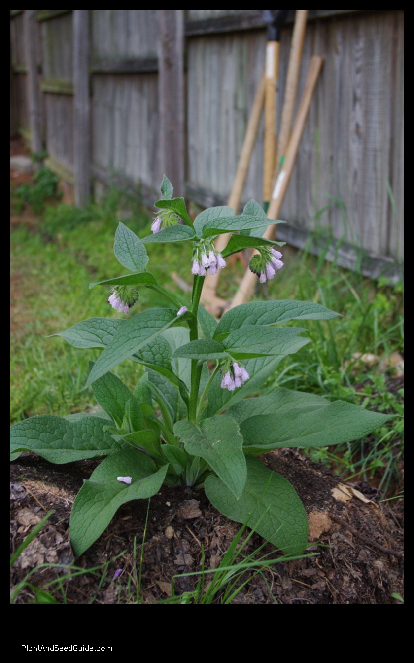 when to plant comfrey root cuttings