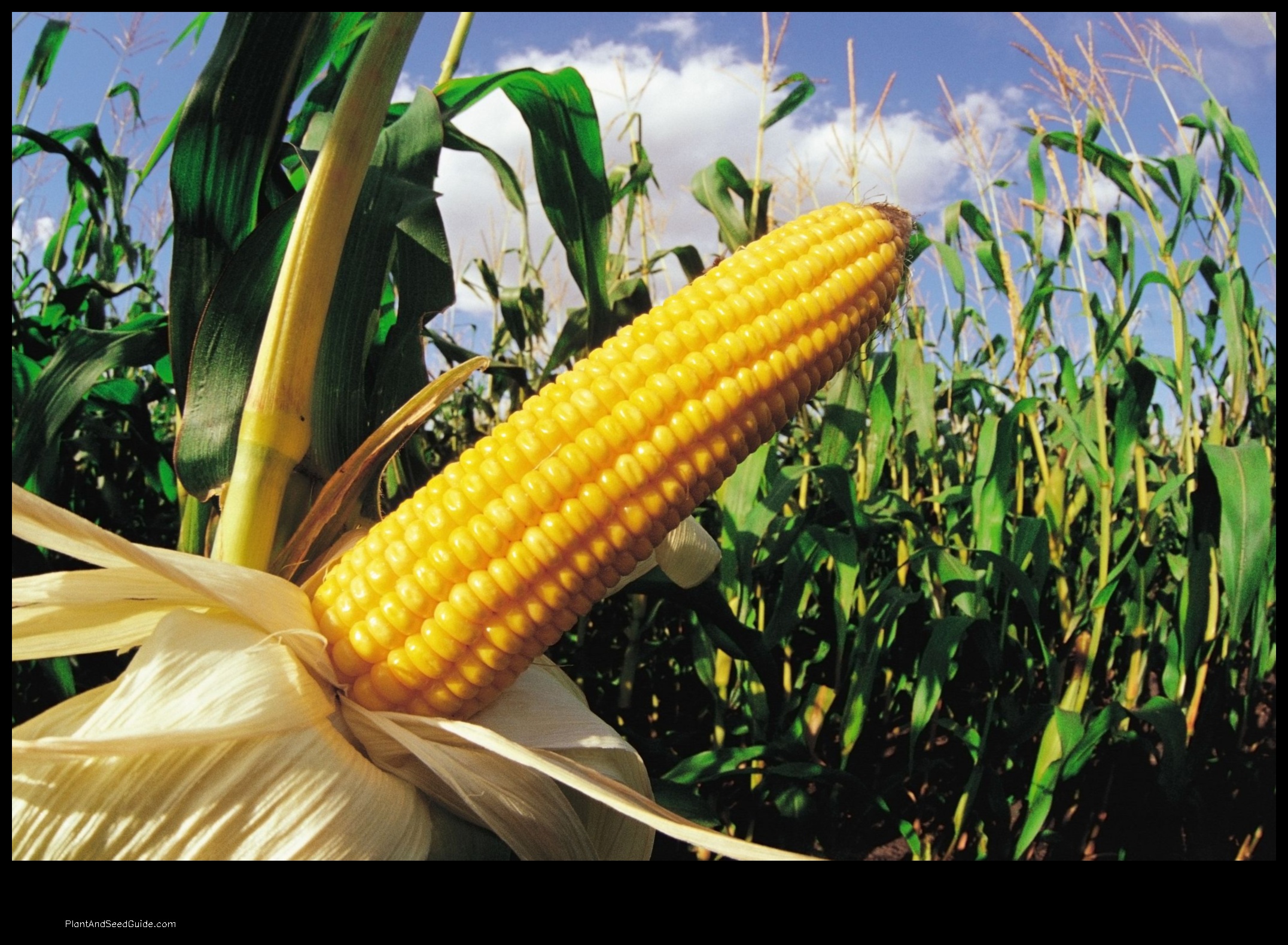 when to plant corn in california