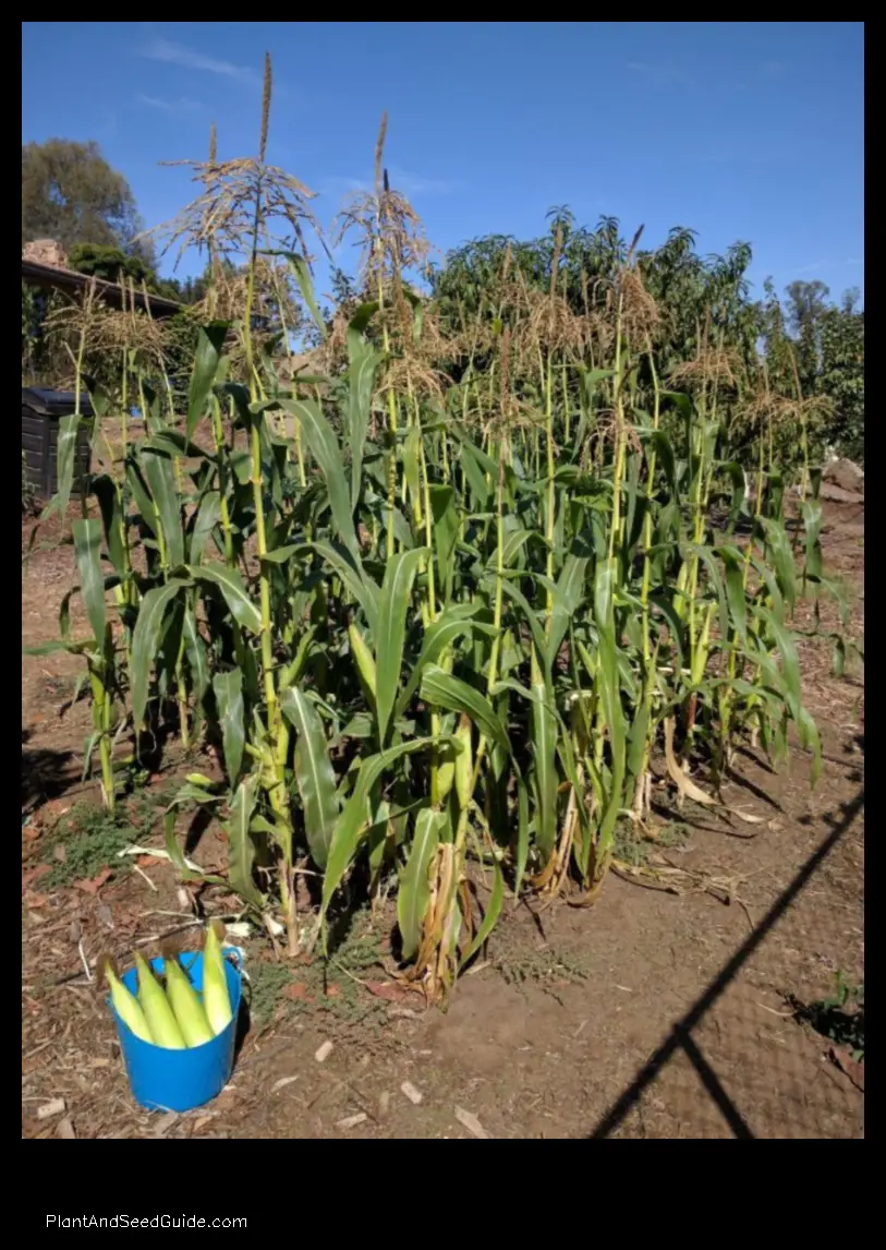 when to plant corn in california
