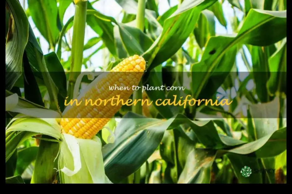 When to Plant Corn in California a Guide for the Best Harvest