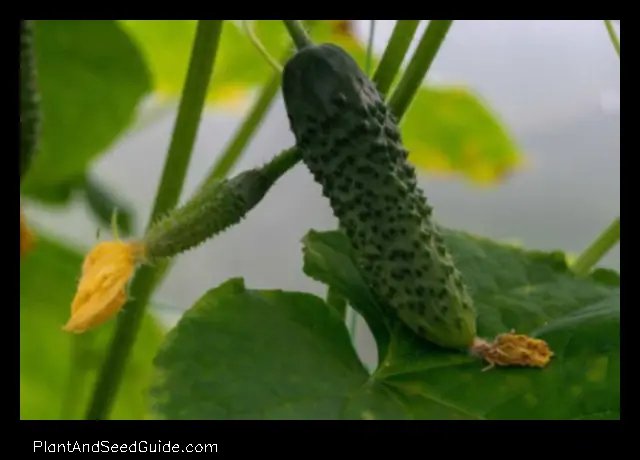 when to plant cucumbers in california