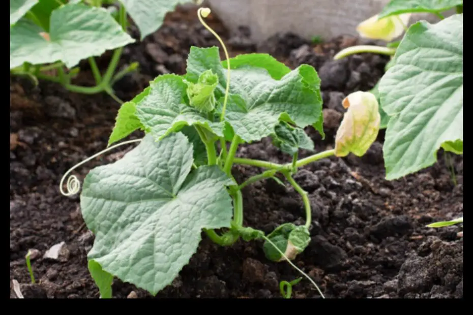 When to Plant Cucumbers in California a Guide for the Home Gardener