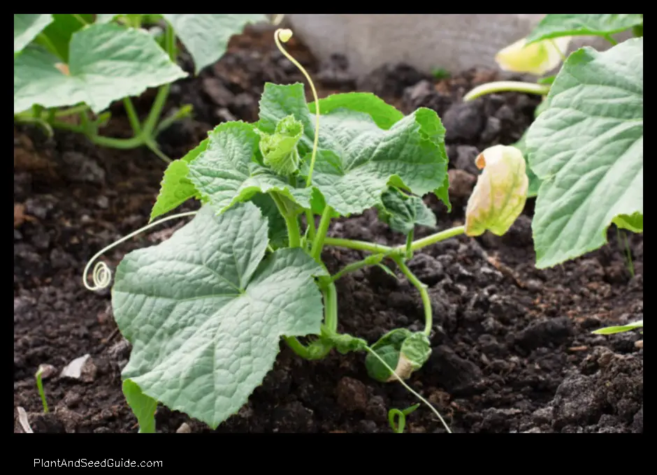 when to plant cucumbers in california
