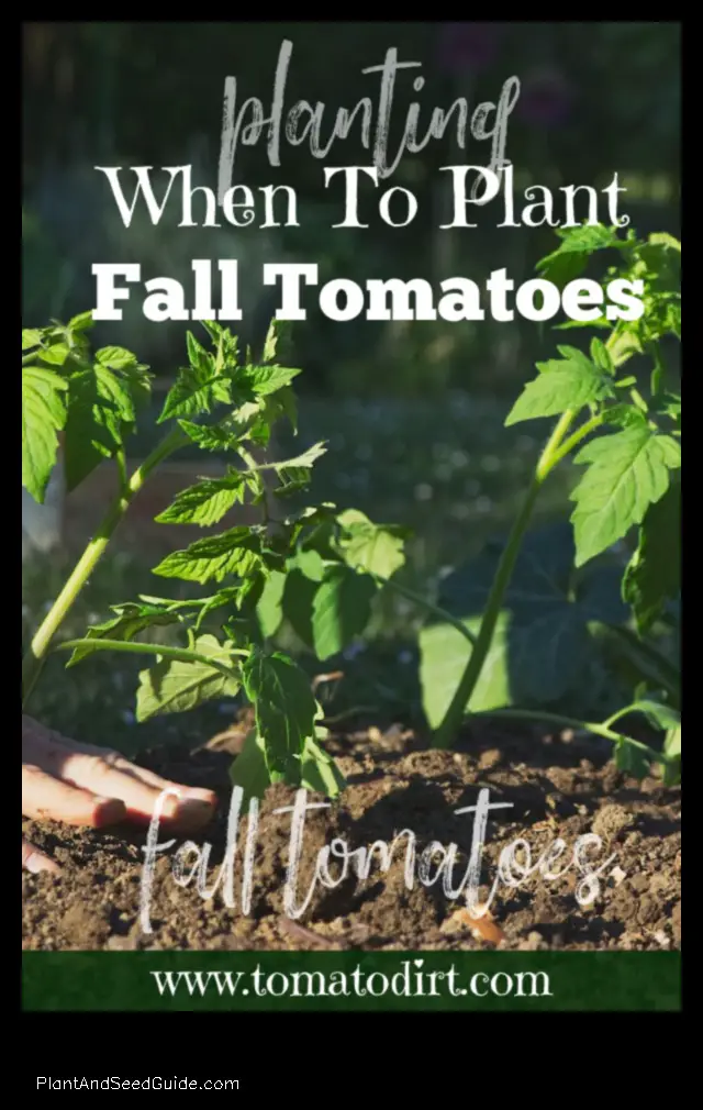 when to plant fall tomatoes in texas