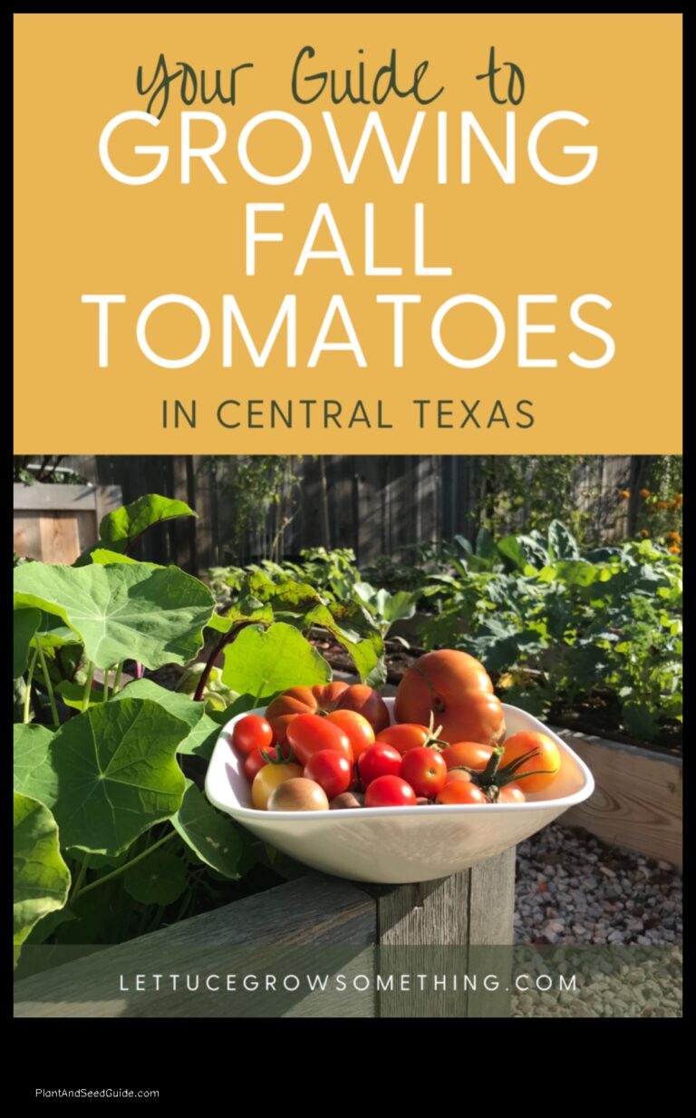 When to Plant Fall Tomatoes in Texas A Guide for the Home Gardener