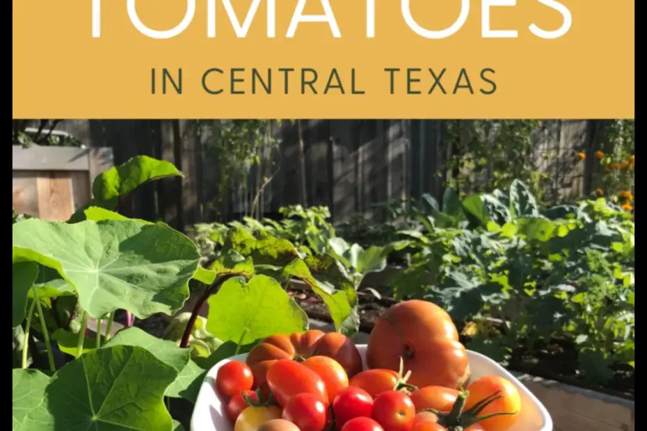 When to Plant Fall Tomatoes in Texas a Guide for the Home Gardener