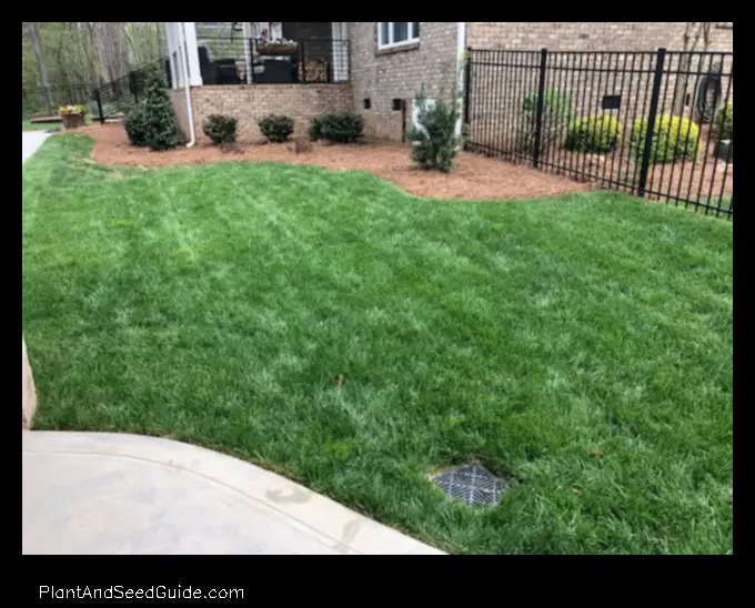 when to plant fescue in nc fall