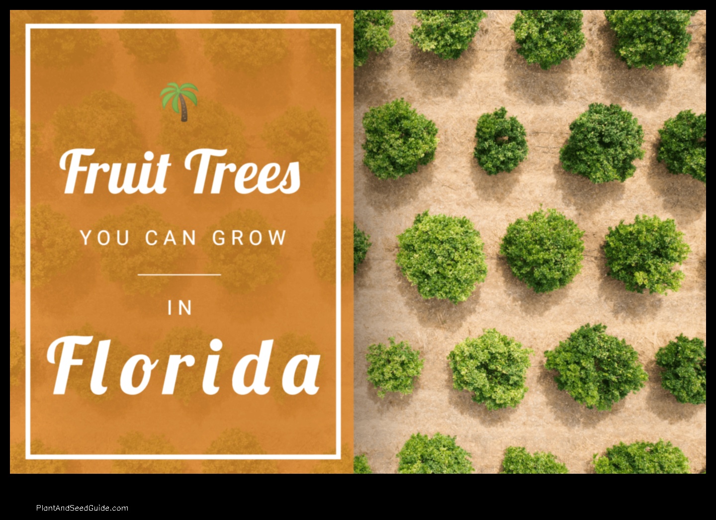 when to plant fruit trees in florida