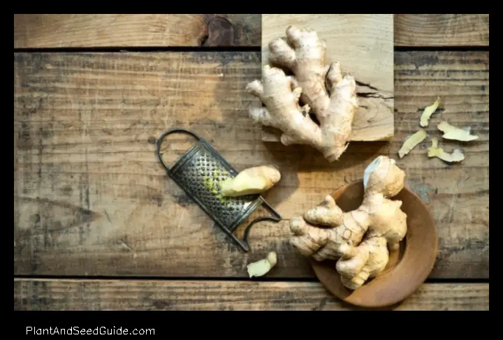 when should i plant ginger root penny
