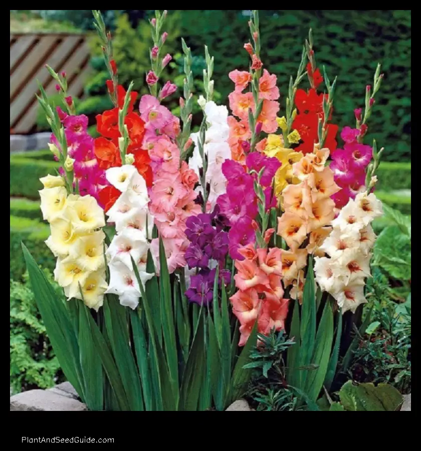 when to plant gladiolus in florida