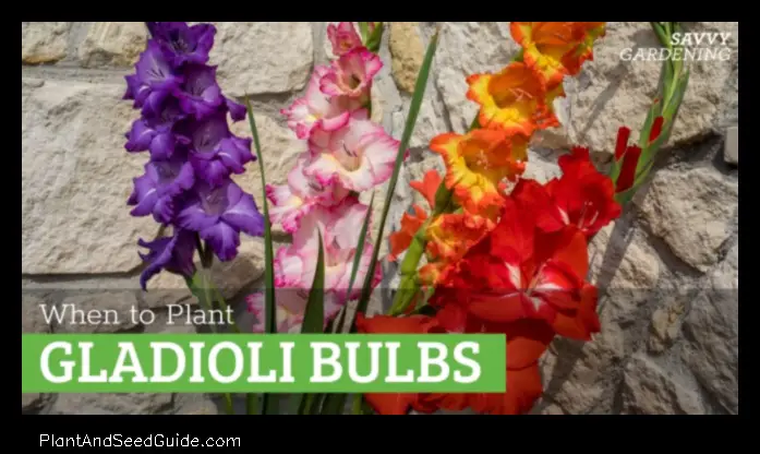when to plant gladiolus in florida
