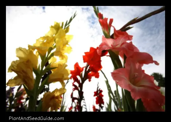 When to Plant Gladiolus in Florida a Guide for Gardeners of All Skill Levels