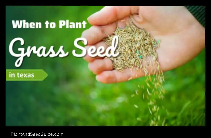 when to plant grass seed in houston