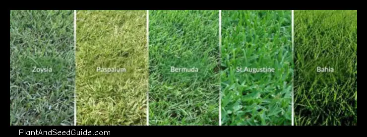When to Plant Grass Seed in Houston a Guide for the Perfect Lawn