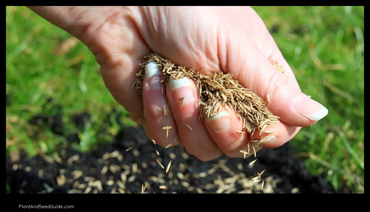 when to plant grass seed in utah