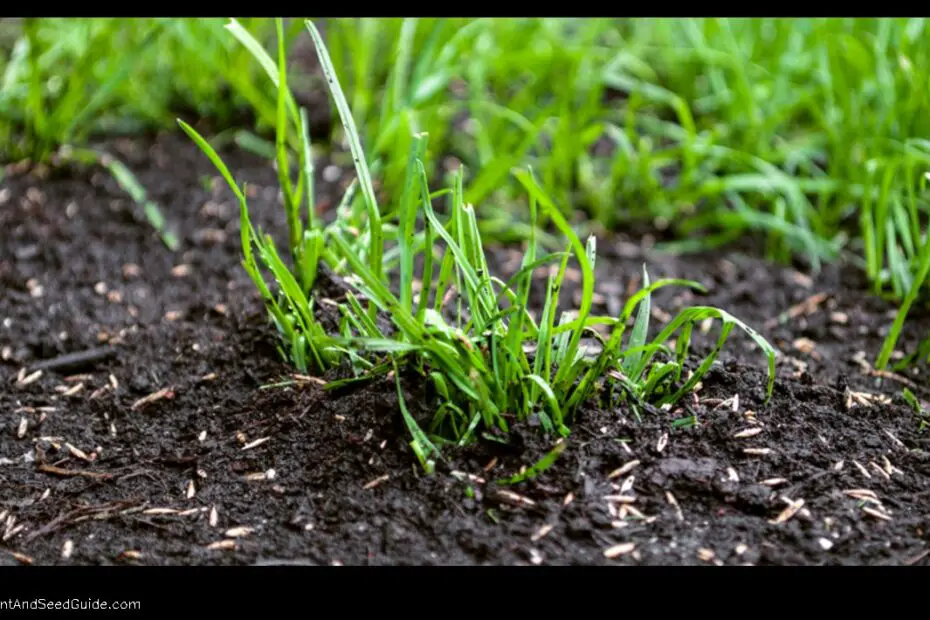 When to Plant Grass Seed in Utah a Guide for the Best Results