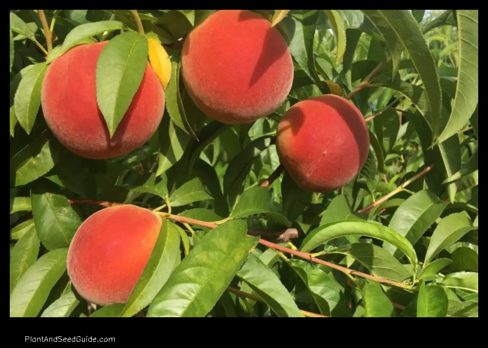 when to plant peach trees in alabama