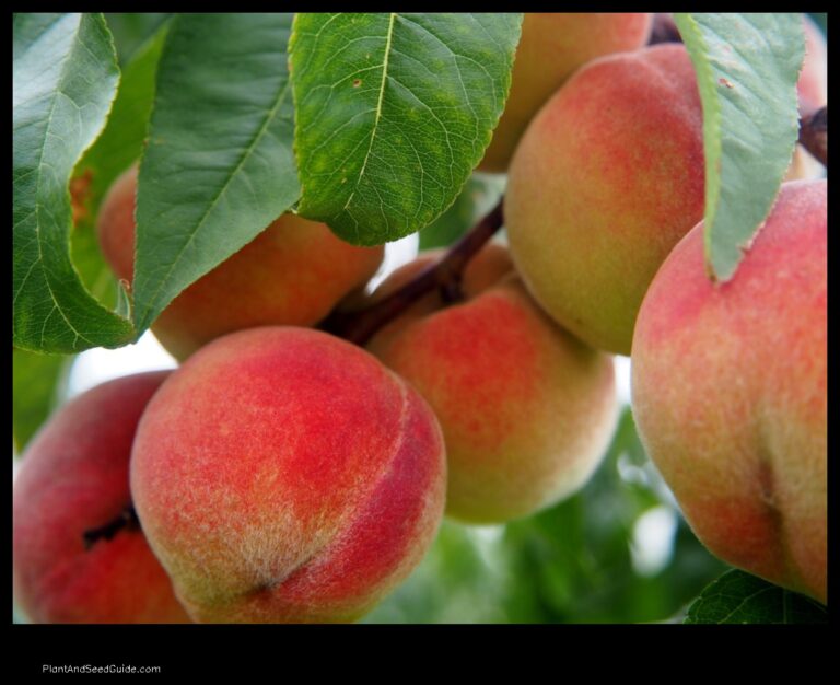 When to Plant Peach Trees in Alabama A Guide for the Home Gardener