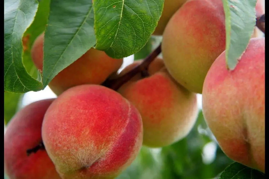 When to Plant Peach Trees in Alabama a Guide for the Home Gardener
