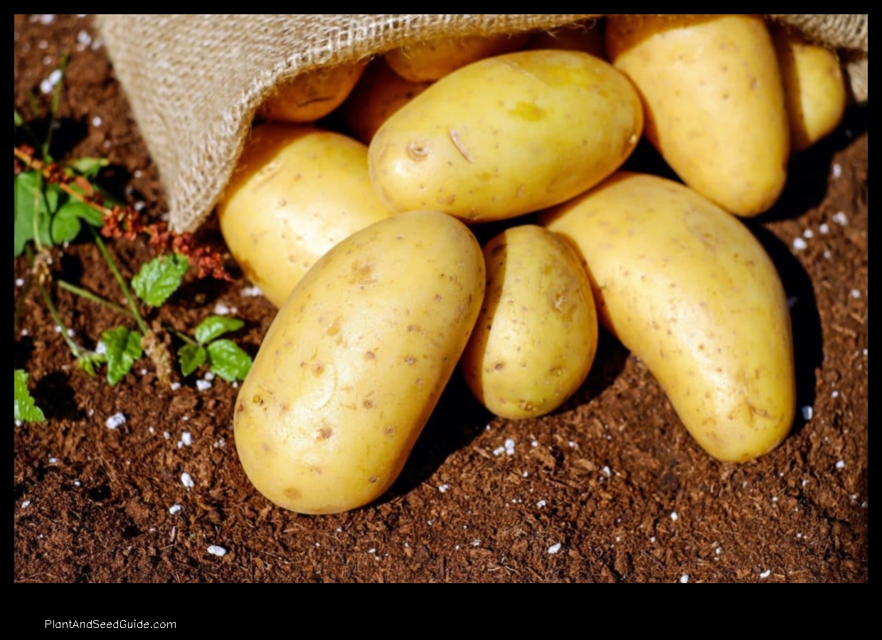 when to plant potatoes in alabama
