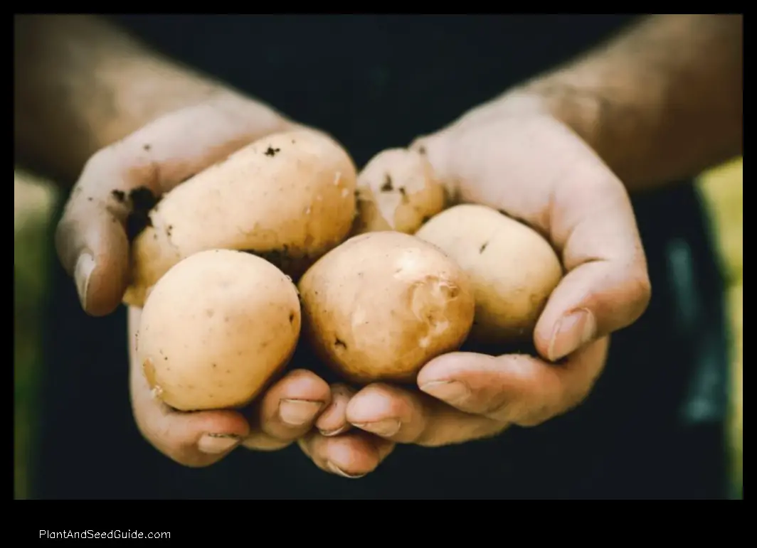 when to plant potatoes in alabama