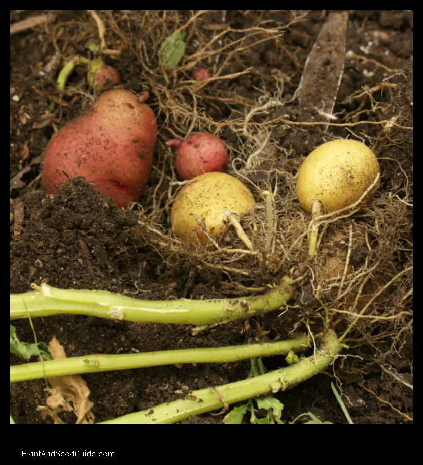 when to plant potatoes in central texas