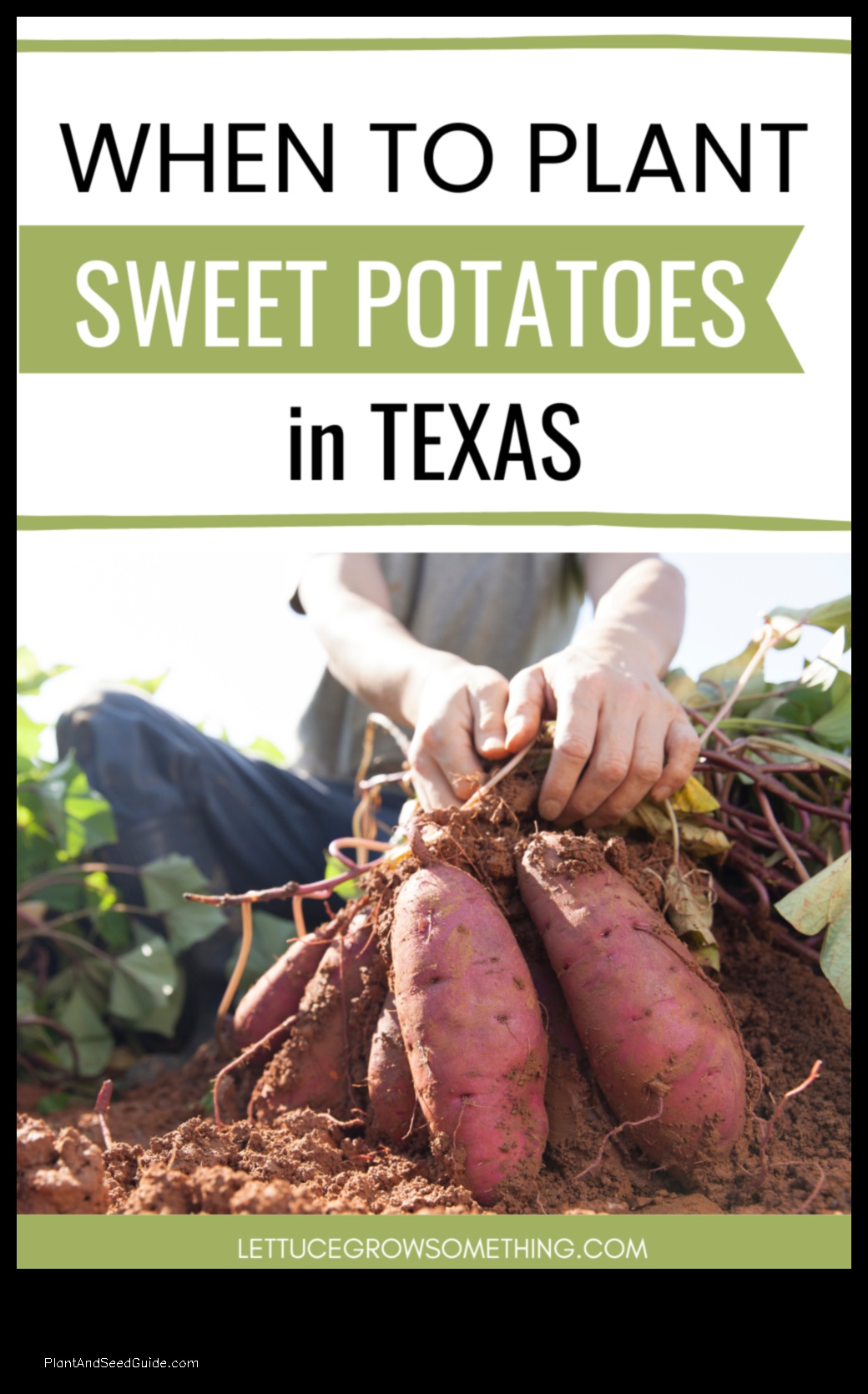 when to plant potatoes in central texas
