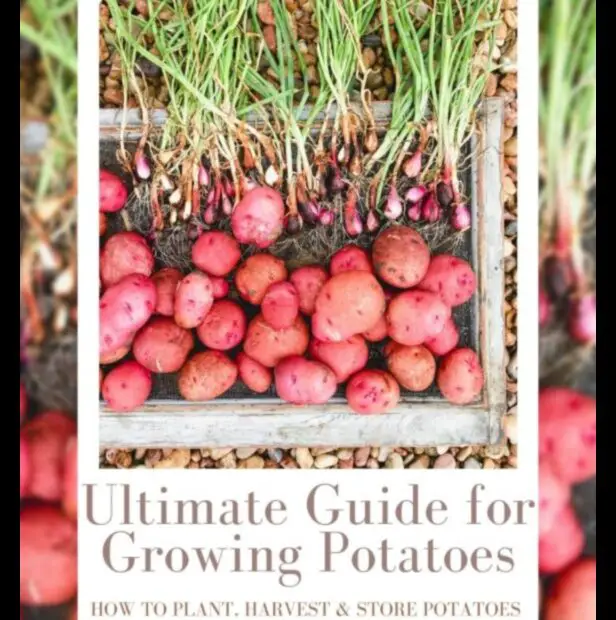When to Plant Potatoes in Houston the Ultimate Guide