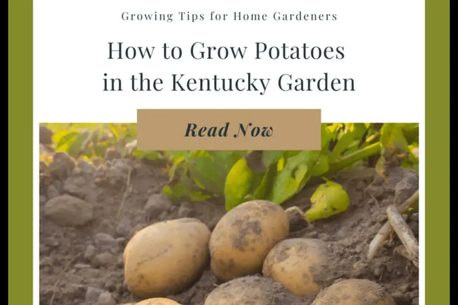 When to Plant Potatoes in Kentucky a Guide for Gardeners