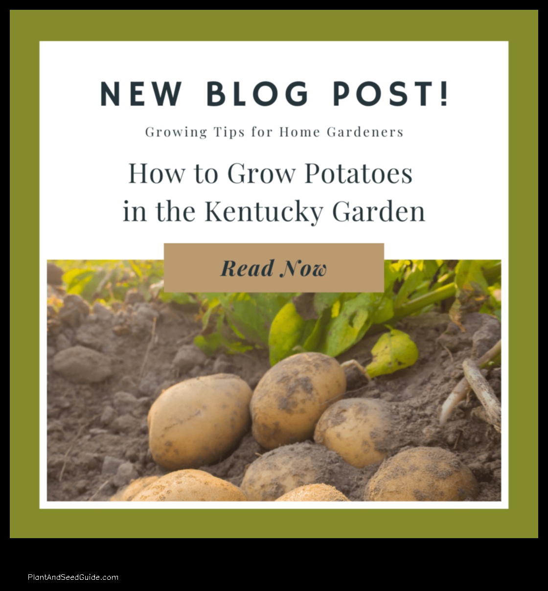 when to plant potatoes in ky