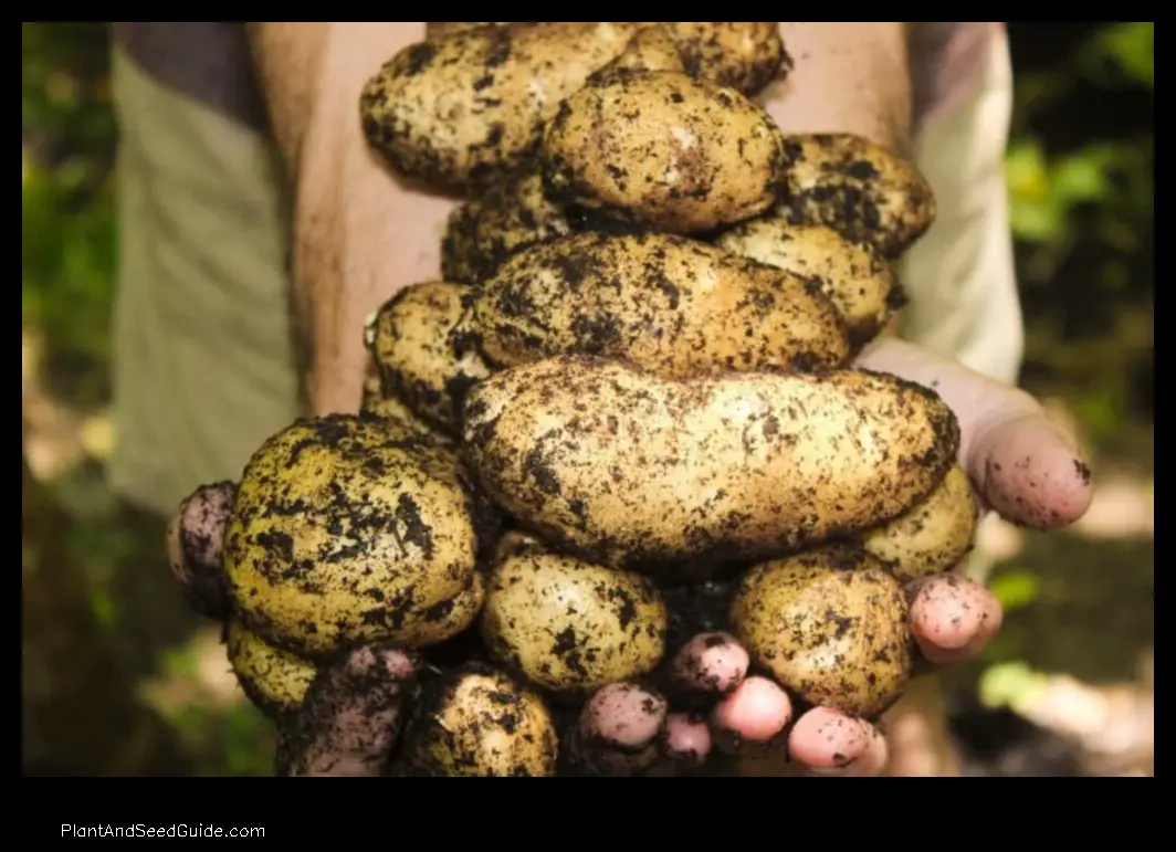 when to plant potatoes in nebraska