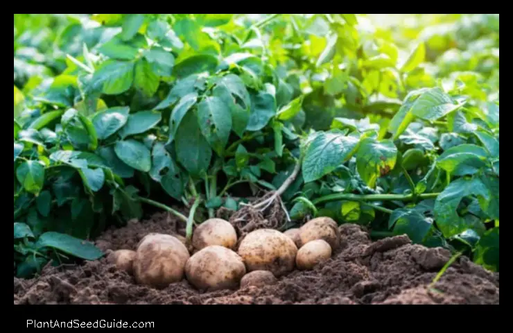 when to plant potatoes in nebraska