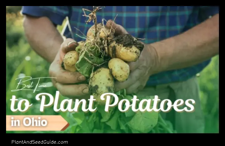when to plant potatoes in ohio