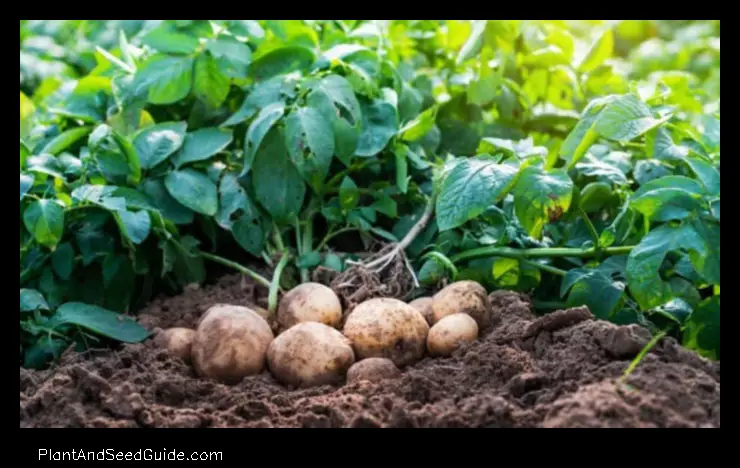 when to plant potatoes in pa