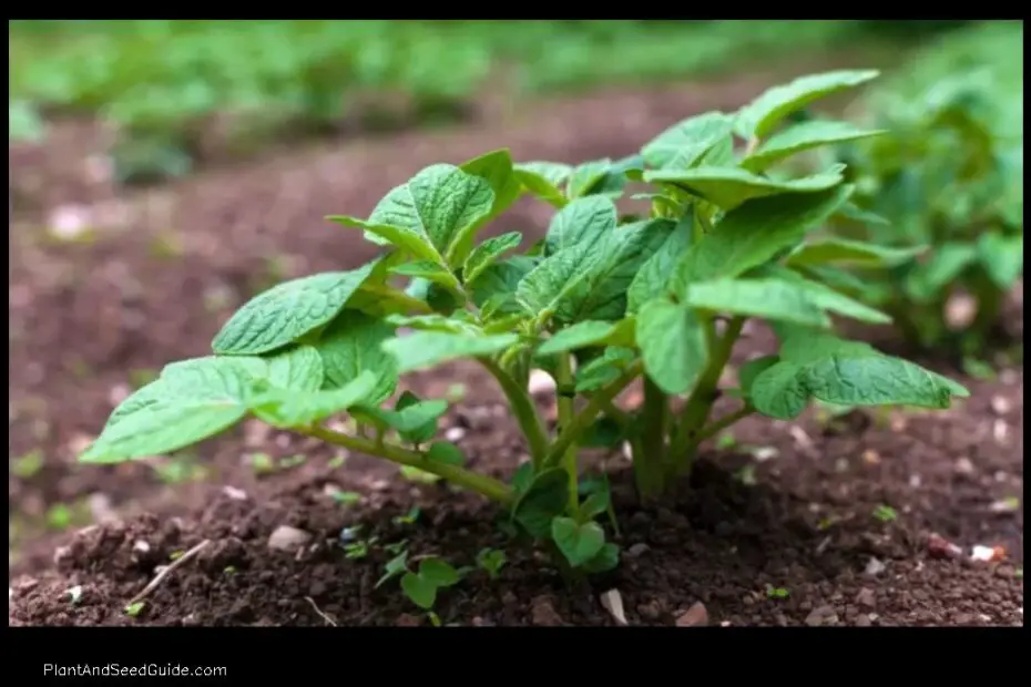 When to Plant Potatoes in Pa a Guide for the Home Gardener