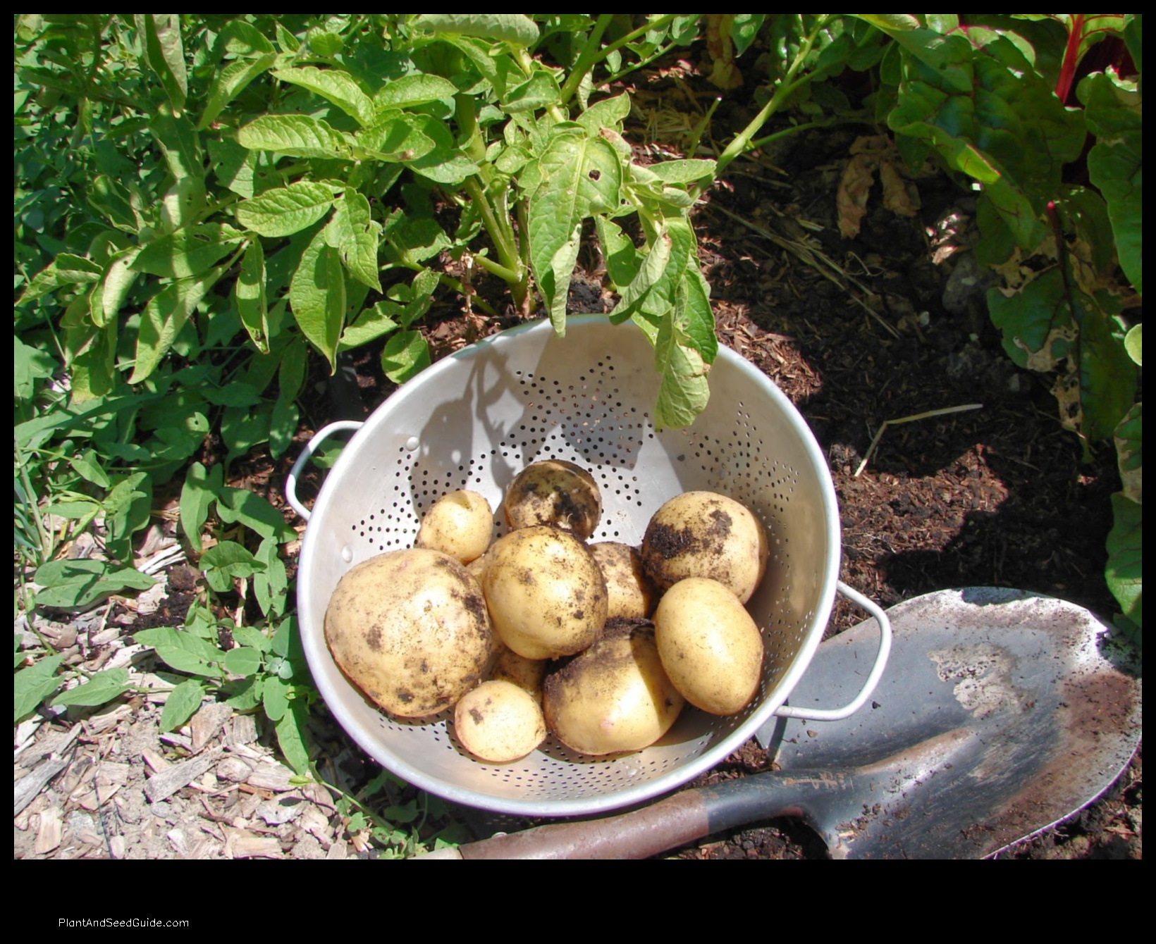 when to plant potatoes in utah