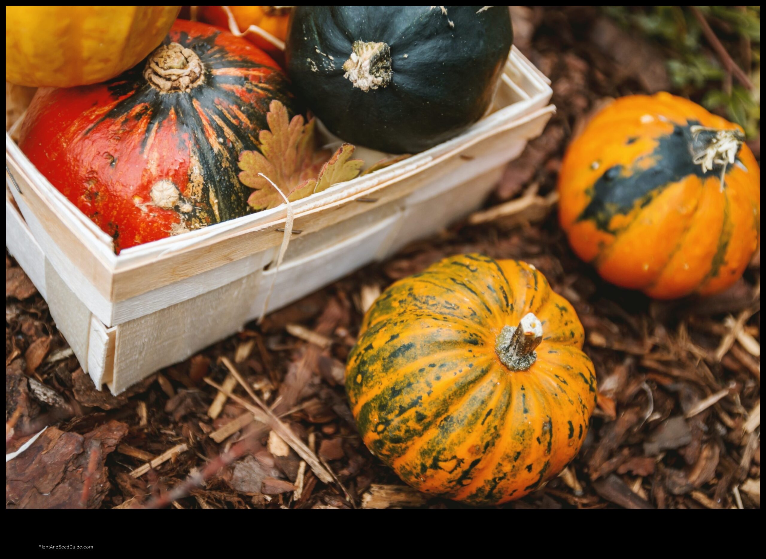when to plant pumpkins in tennessee