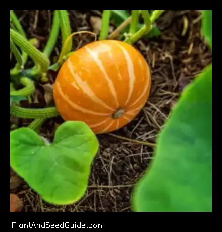 when to plant pumpkins in tennessee